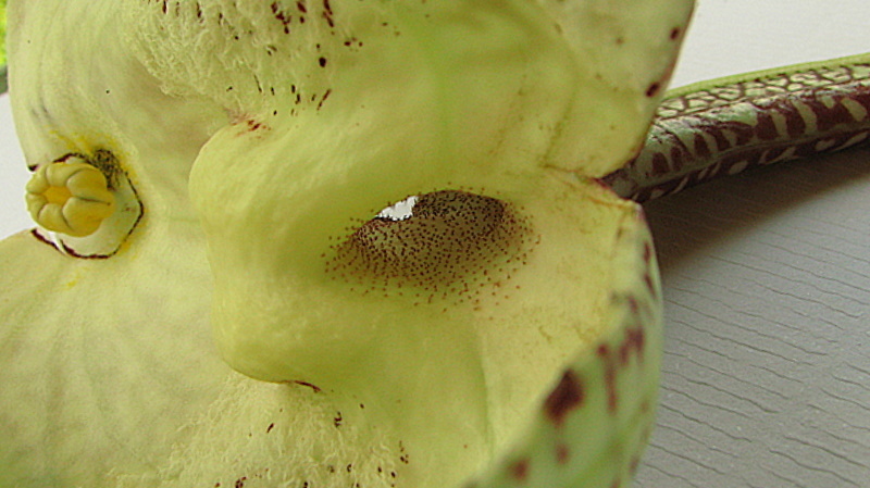 Image of mottled dutchman's pipe