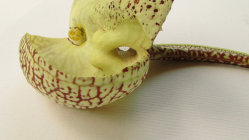 Image of mottled dutchman's pipe