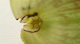 Image of mottled dutchman's pipe