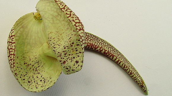 Image of mottled dutchman's pipe