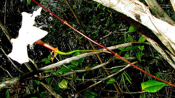 Image of Mandevilla moricandiana (A. DC.) R. E. Woodson