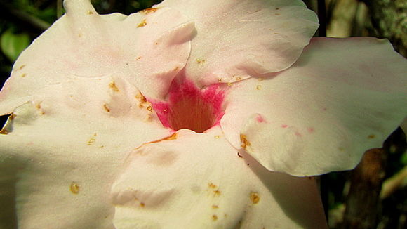 Image of Mandevilla moricandiana (A. DC.) R. E. Woodson