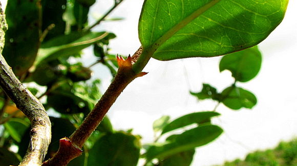 Image of Mandevilla moricandiana (A. DC.) R. E. Woodson