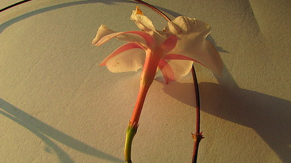 Image of Mandevilla moricandiana (A. DC.) R. E. Woodson