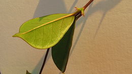 Image of Mandevilla moricandiana (A. DC.) R. E. Woodson