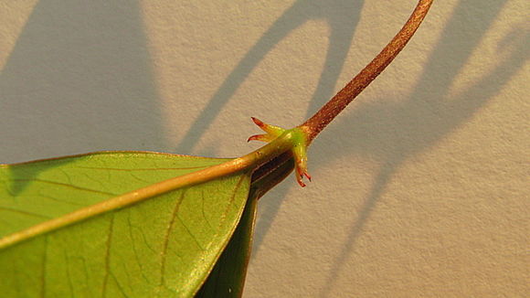 Image of Mandevilla moricandiana (A. DC.) R. E. Woodson