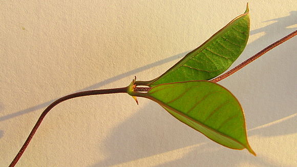 Image of Mandevilla moricandiana (A. DC.) R. E. Woodson