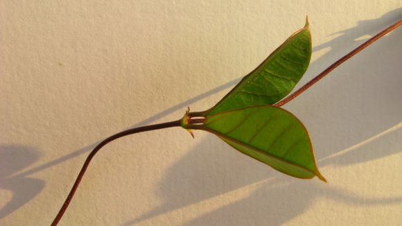 صورة Mandevilla moricandiana (A. DC.) R. E. Woodson