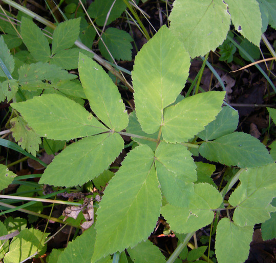 Image of bishop's goutweed