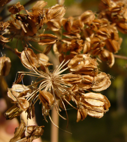 Image of wild angelica