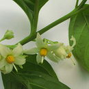 صورة Solanum caavurana Vell.