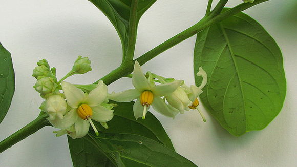 صورة Solanum caavurana Vell.