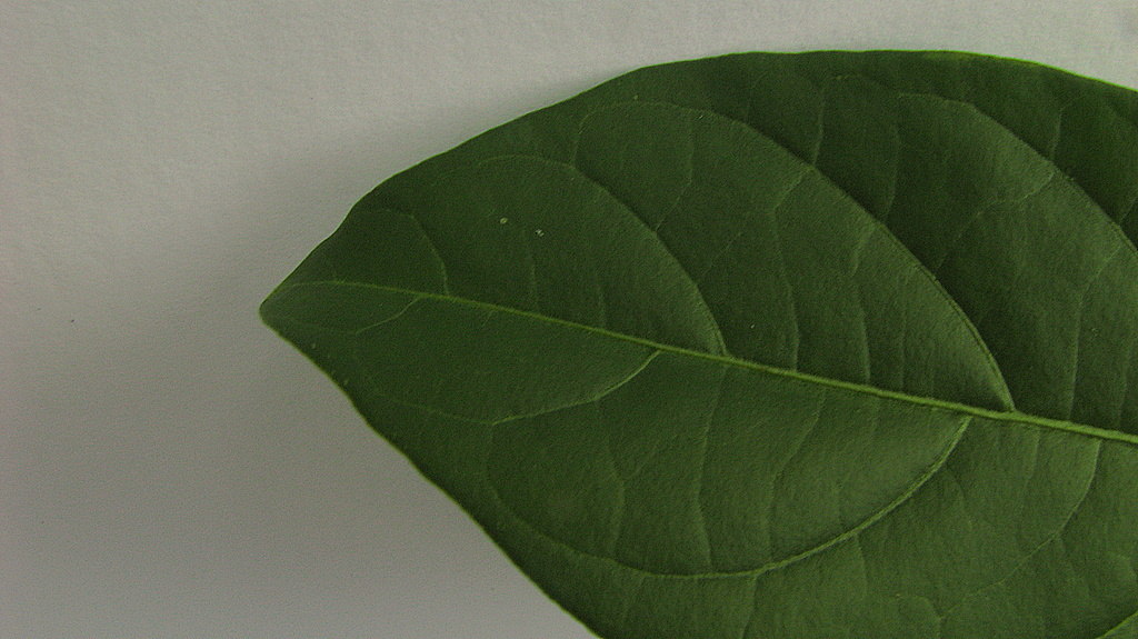 Image of Solanum caavurana Vell.