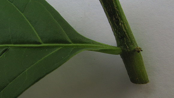 Image of Solanum caavurana Vell.