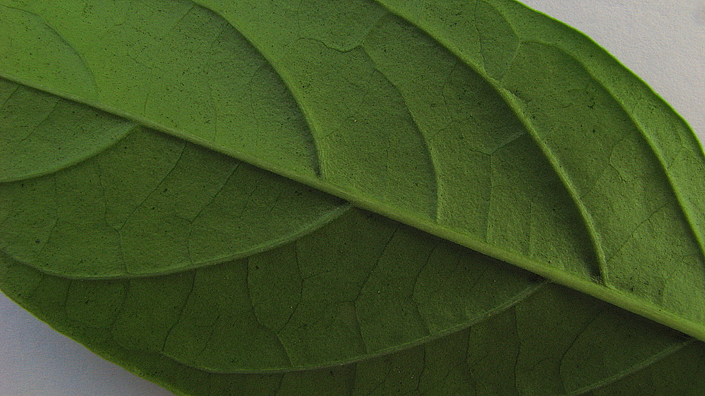 Image of Solanum caavurana Vell.