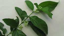 Image of Solanum caavurana Vell.