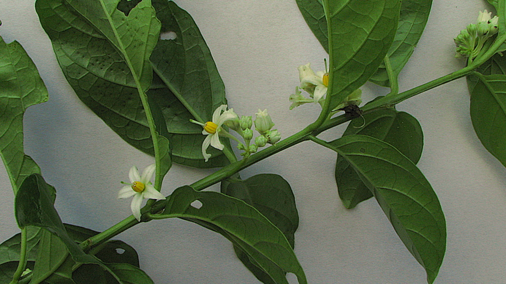 Image of Solanum caavurana Vell.