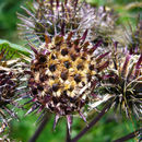 Imagem de Arctium tomentosum Mill.