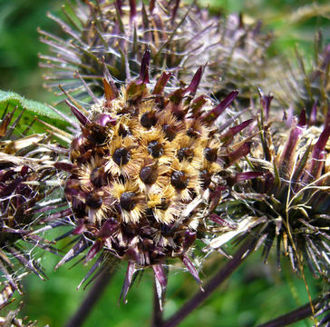 Image of woolly burdock