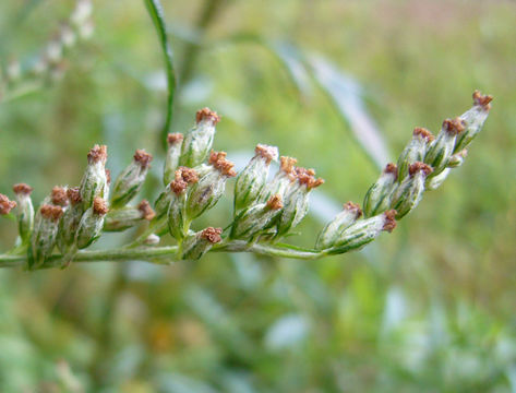 Image of common wormwood