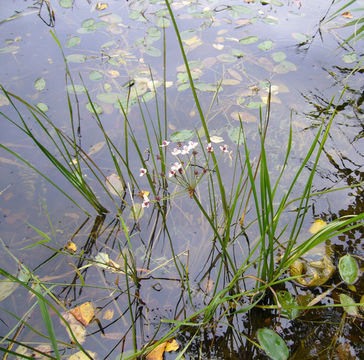 Image of flowering rush