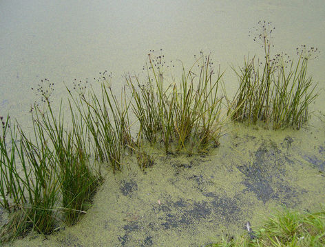 Image of flowering rush