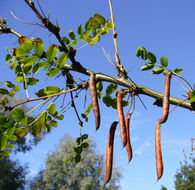 Слика од Caragana arborescens Lam.