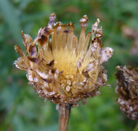 Image of brown knapweed