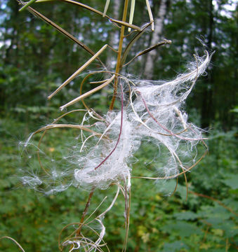 Image of <i>Chamaenerion angustifolium</i>