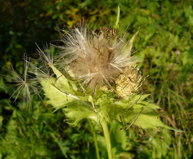 Image of Cabbage Thistle