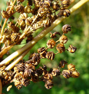 Image of Meadowsweet