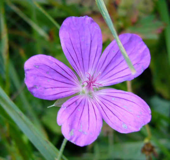 Image of marsh cranesbill