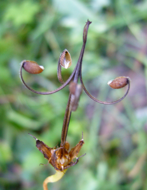 Image of marsh cranesbill