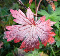 Image of marsh cranesbill