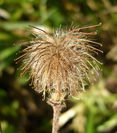 Image of Wood Avens