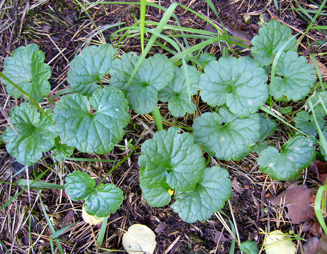 Image of Ground ivy