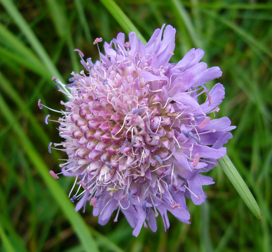 Knautia arvensis (rights holder: 2008 Zoya Akulova)