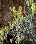 Image of Ericameria nauseosa var. speciosa (Nutt.) G. L. Nesom & G. I. Baird