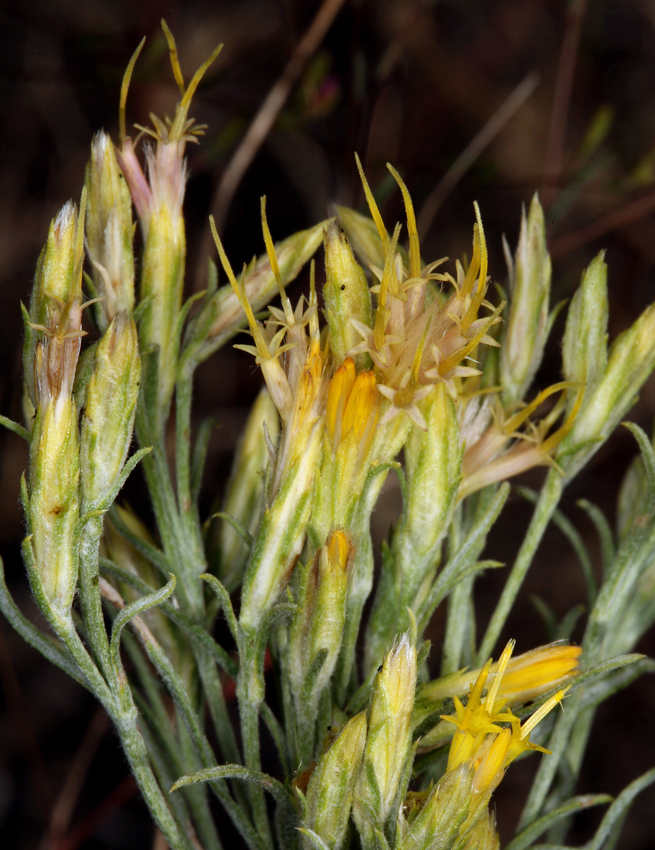 Image of Ericameria nauseosa var. speciosa (Nutt.) G. L. Nesom & G. I. Baird