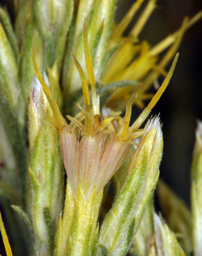 Image of Ericameria nauseosa var. speciosa (Nutt.) G. L. Nesom & G. I. Baird