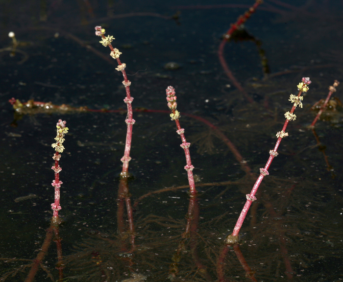 Image of shortspike watermilfoil