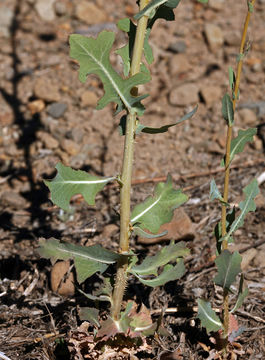 Image of prickly lettuce