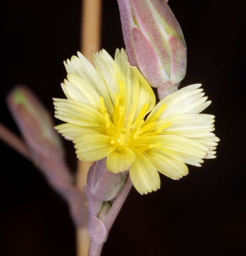 Image of prickly lettuce