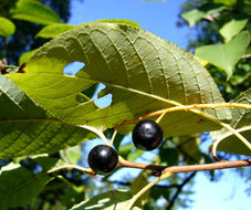 Prunus padus L. resmi