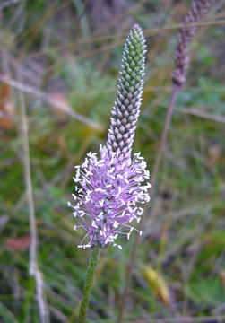 Image of Hoary Plantain