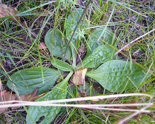 Image of Hoary Plantain