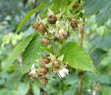 Imagem de Rubus idaeus L.