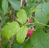 Imagem de Rubus idaeus L.