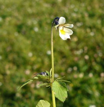 Слика од Viola arvensis Murray