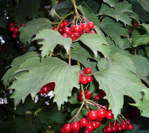 Image of Cranberry-tree